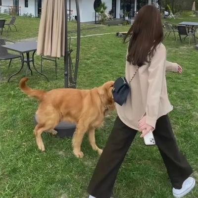 飞盘犬